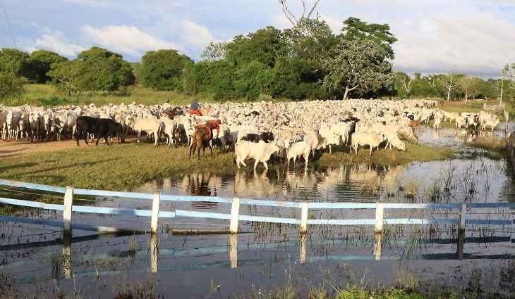 Pesquisadores de MS desenvolvem primeira vacina contra carrapato bovino que poderá ser comercializada no país