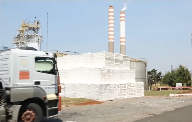 Vídeo: do eucalipto ao corte das folhas, entenda como é feito o papel na fábrica da Suzano