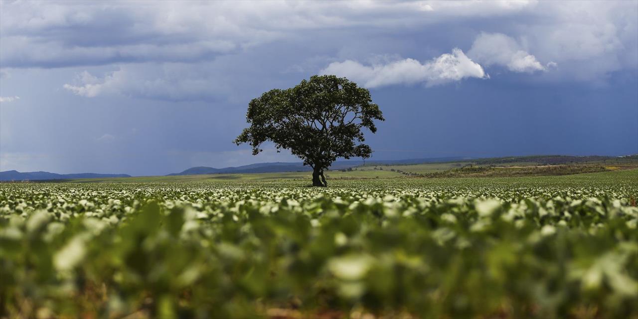 Produção agrícola no Brasil em 2020 chega a R$ 470,5 bilhões e bate recorde, mostra IBGE