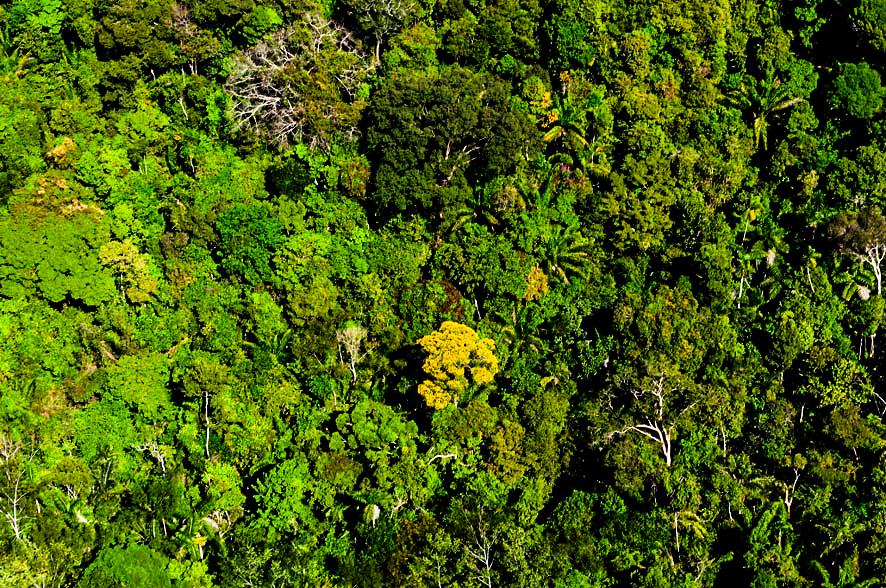 Mato Grosso possui 5,5 milhões de hectares de áreas em regeneração e avança na política de preservação