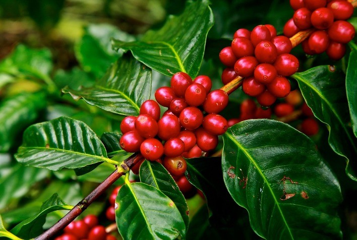 Um café de boa qualidade começa no campo