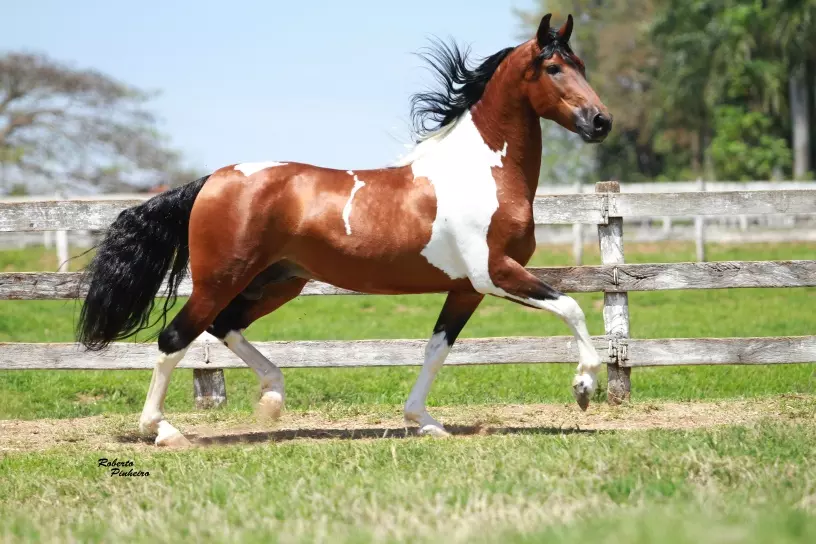 Ipanema recebe Exposição Especializada do Cavalo Mangalarga Marchador neste fim de semana; Confira programação