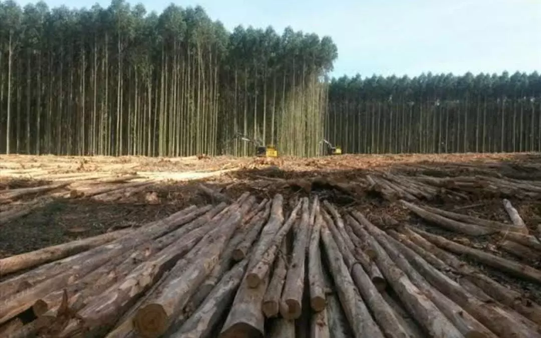 Eucalipto - O deserto verde que ameaça a vida do povo tradicional do campo