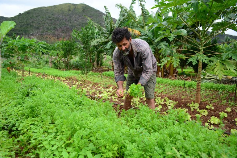 Plano Safra destinará R$ 5,1 bilhões a pequenos agricultores