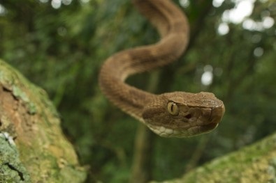 Livro celebra cem anos da descrição da jararaca-ilhoa com alerta sobre conservação da serpente endêmica