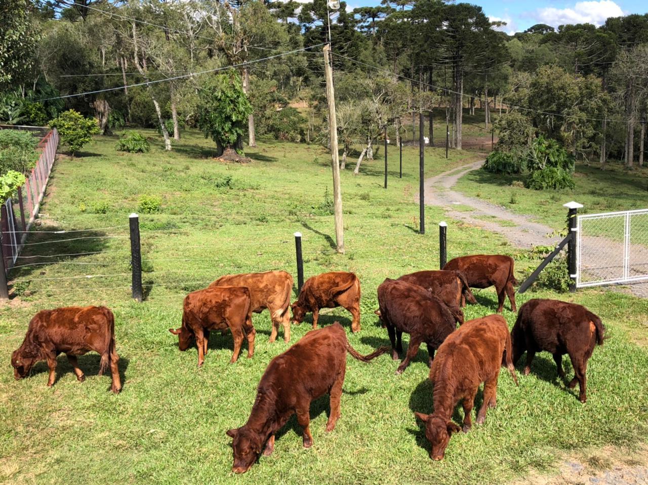 Mafra promove a 46º Feira do Terneiro e Gado Geral, com leilão virtual