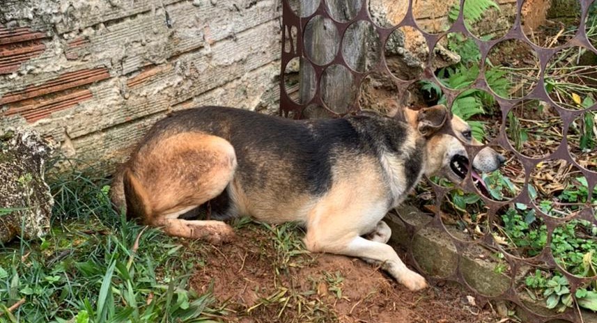 Bombeiros de Porto União fazem busca e resgate de animal