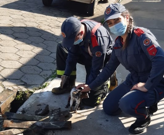 Bombeiros resgatam gato preso em bueiro em Mafra