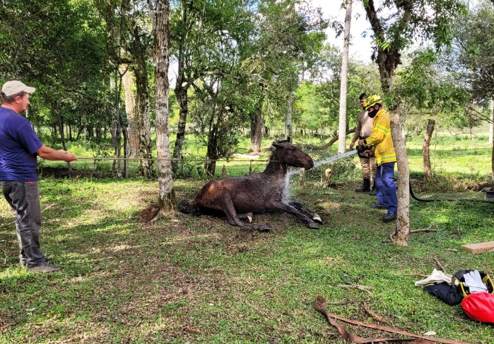 Bombeiros salvam cavalo em Mafra