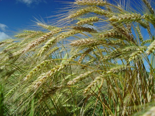 Boletim Agropecuário aponta aumento de 100% na produção catarinense de trigo