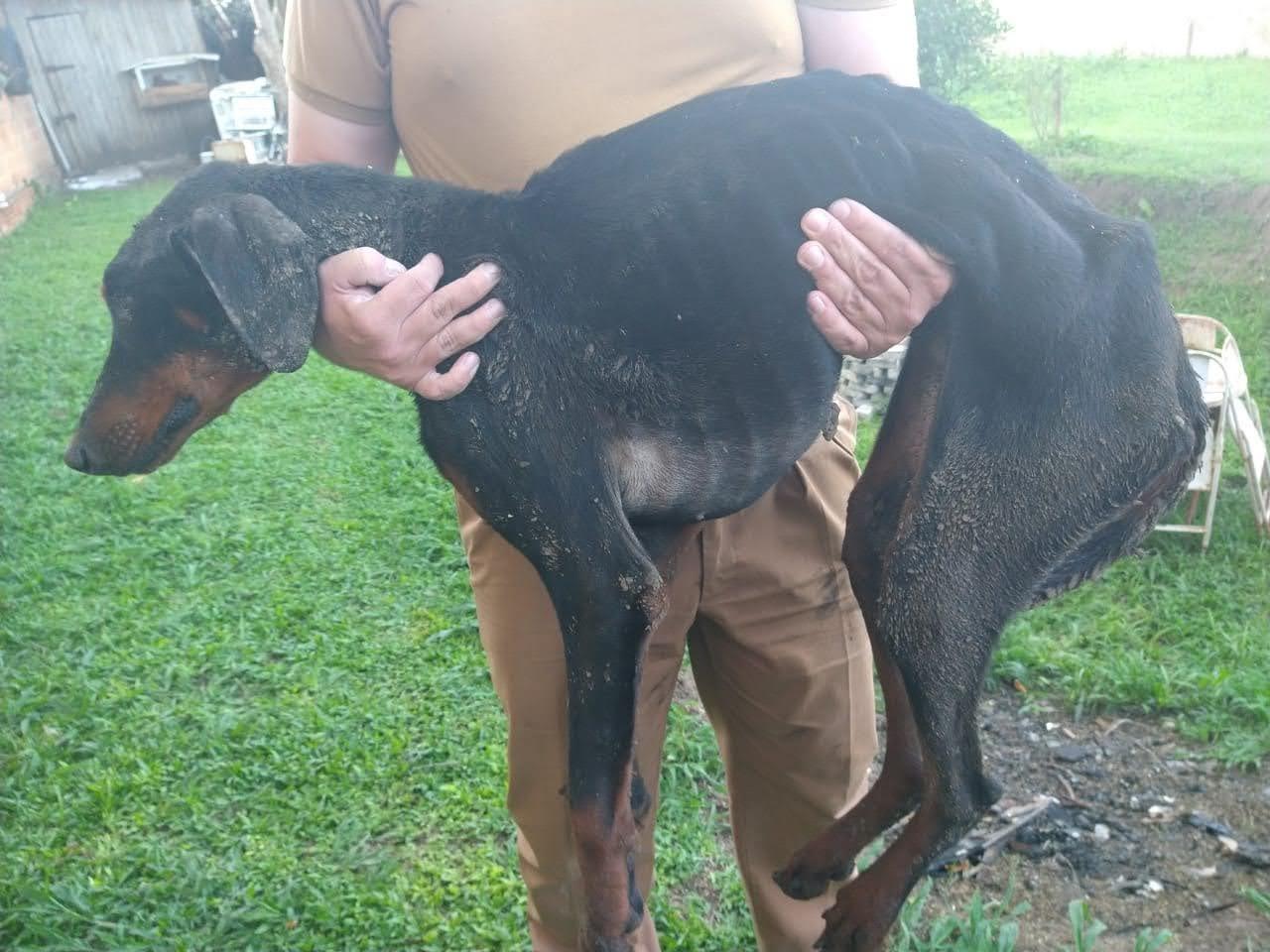 Policiais de Rio Negro resgatam cerca de 20 animais, dos quais sofriam maus-tratos