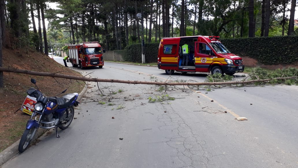 Árvore cai e atinge motociclista