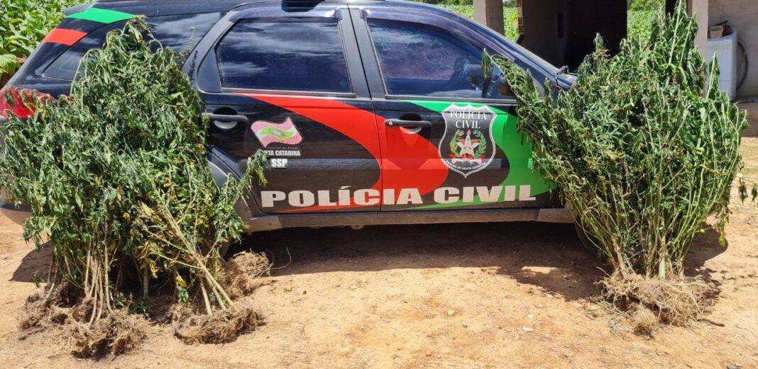 Polícia Civil encontra plantação de maconha no interior