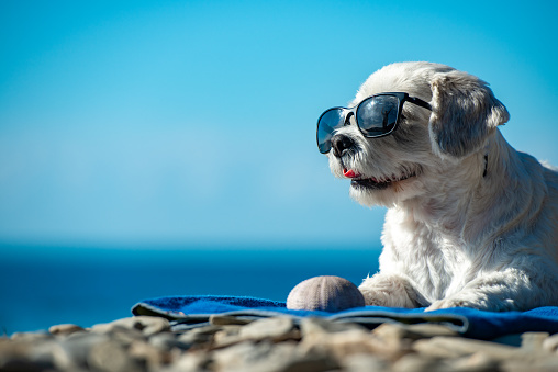 Animais de estimação exigem cuidados especiais durante o verão