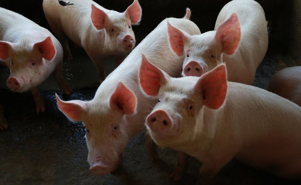 Santa Catarina comemora abertura do mercado canadense para a carne suína produzida no estado