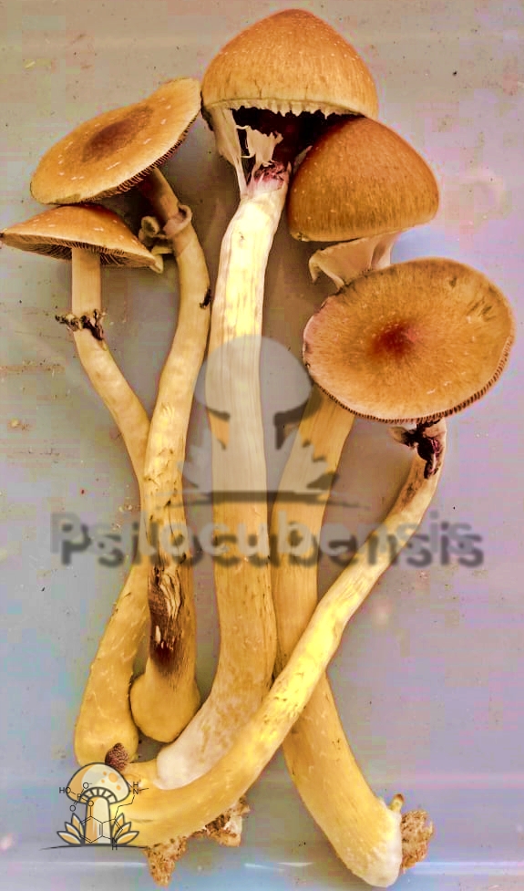 Cogumelo shitake desidratado 10g (a vácuo)