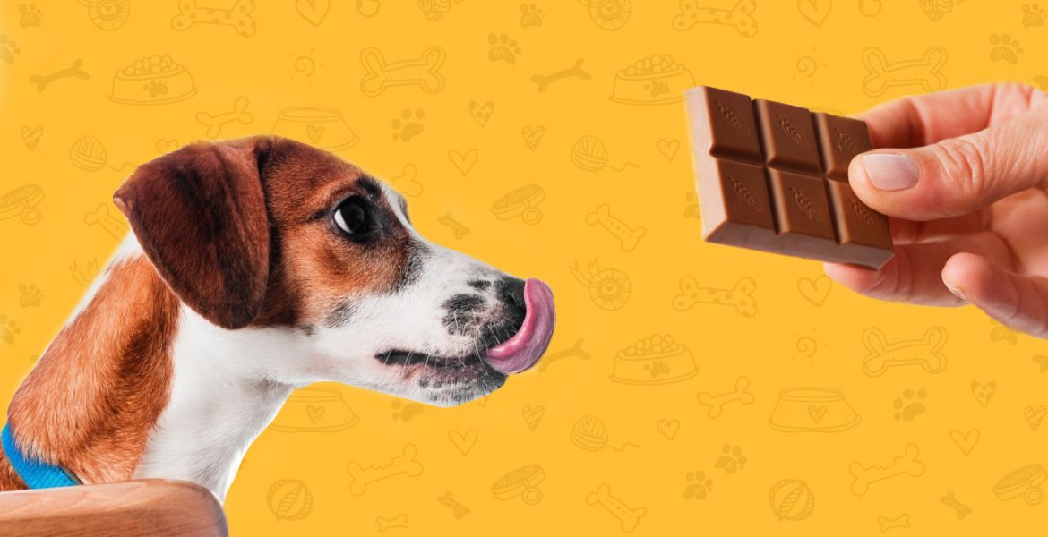 Nesta Páscoa nada de chocolates para o seu pet