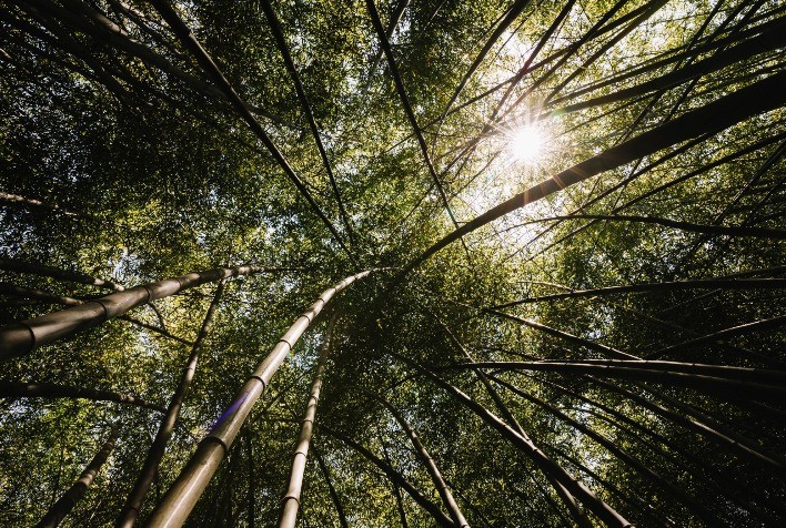 Importância das Florestas Plantadas no Brasil