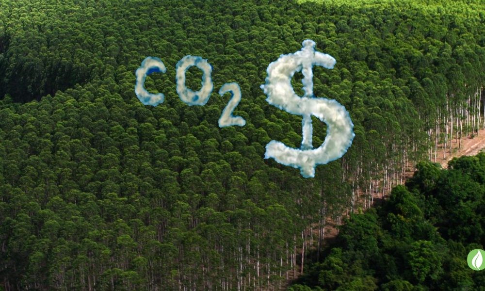 Mercado de carbono está maduro e país pode ter metas ambiciosas, diz presidente do CEBDS