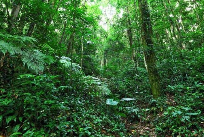 Restauração florestal na Mata Atlântica é aliada para negócios locais