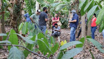 SAFs ganham espaço na Amazônia mato-grossense