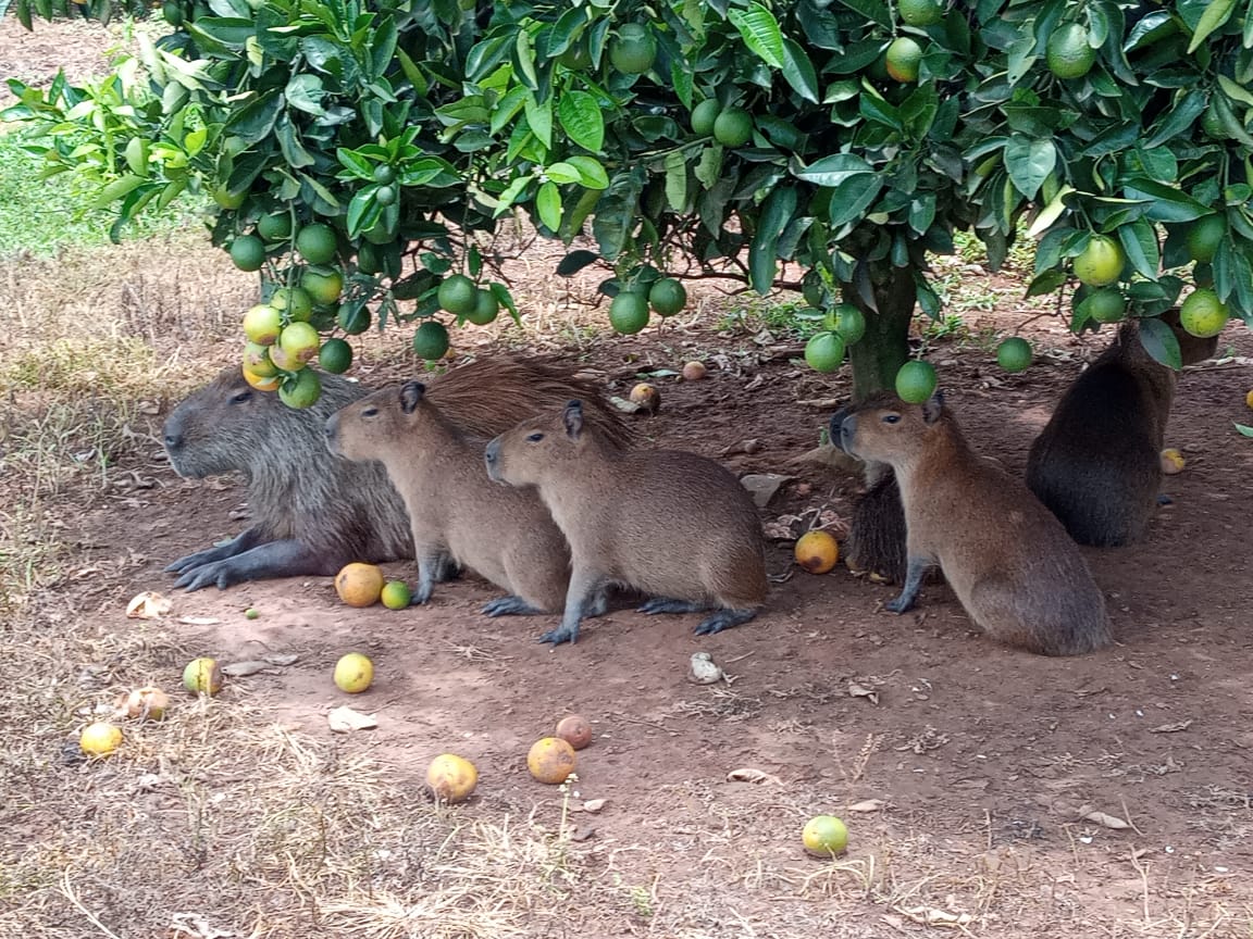 Citricultura contribui para a preservação da fauna e flora nas fazendas