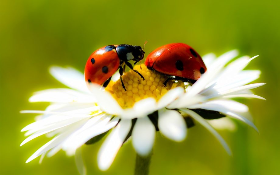 Troque os pesticidas por joaninhas