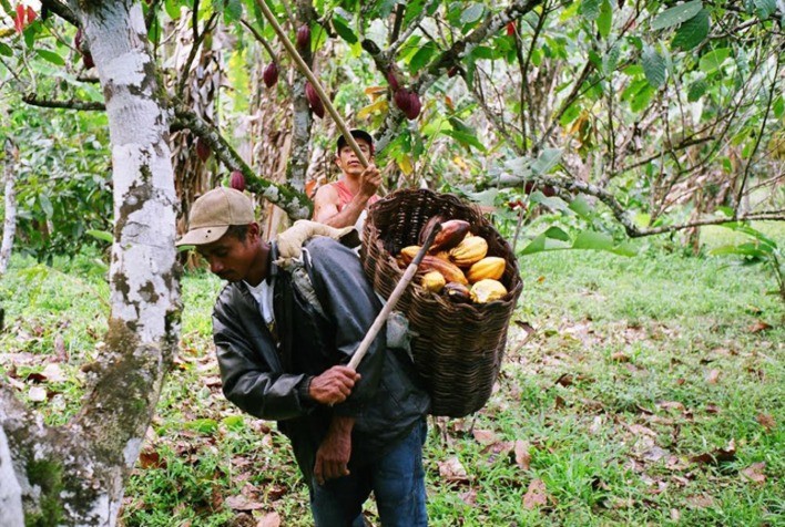 Extrativismo sustentável mantém renda familiar de comunidades na Floresta Amazônica