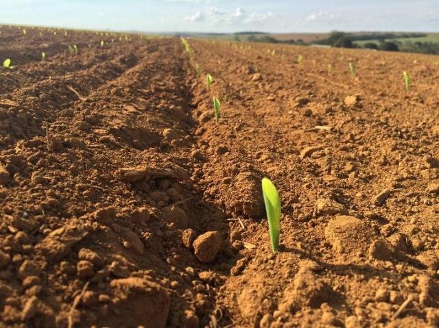 Sim, é possível germinar seu cultivo com irrigação por gotejamento subterrâneo