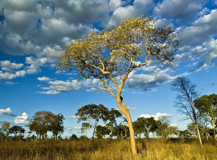 Segundo maior bioma brasileiro, Cerrado ganha site multimídia