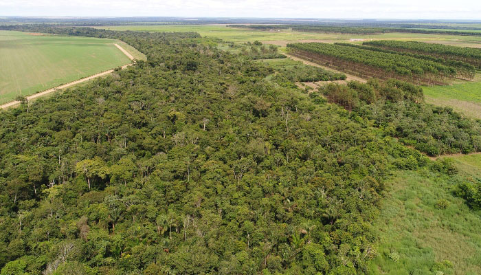 MATA SECUNDÁRIA E O SEQUESTRO DE CARBONO