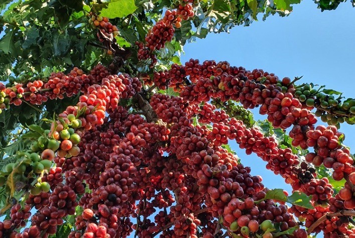 ESPECIAL CAFÉ: Robusta amazônico - Portal Campo Vivo