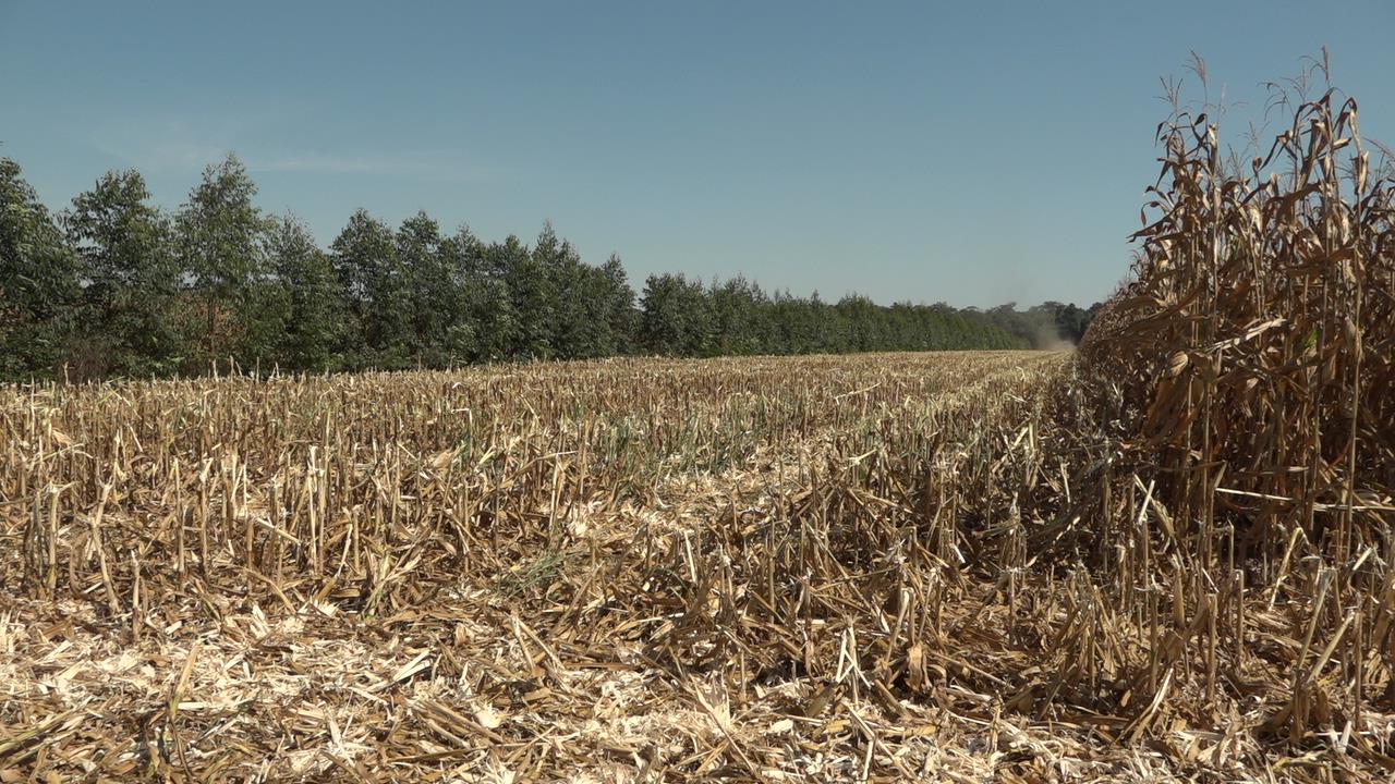 Começou o período proibitivo para queimadas em Mato Grosso