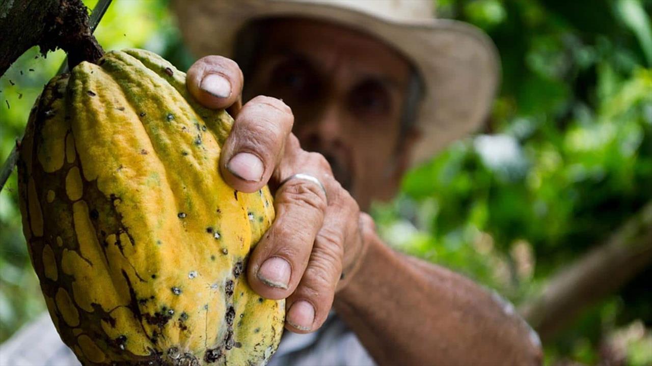 Estudo desvenda “vassoura-de-bruxa”, que quase destruiu a produção de cacau no Brasil