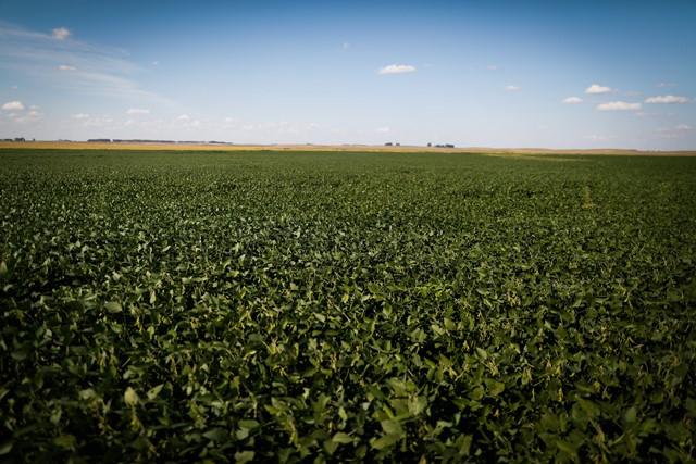 Mitos e verdades sobre os inoculantes agrícolas