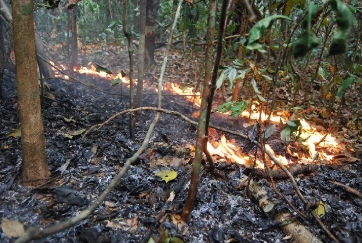 Estudo avalia os impactos de secas e incêndios na floresta amazônica