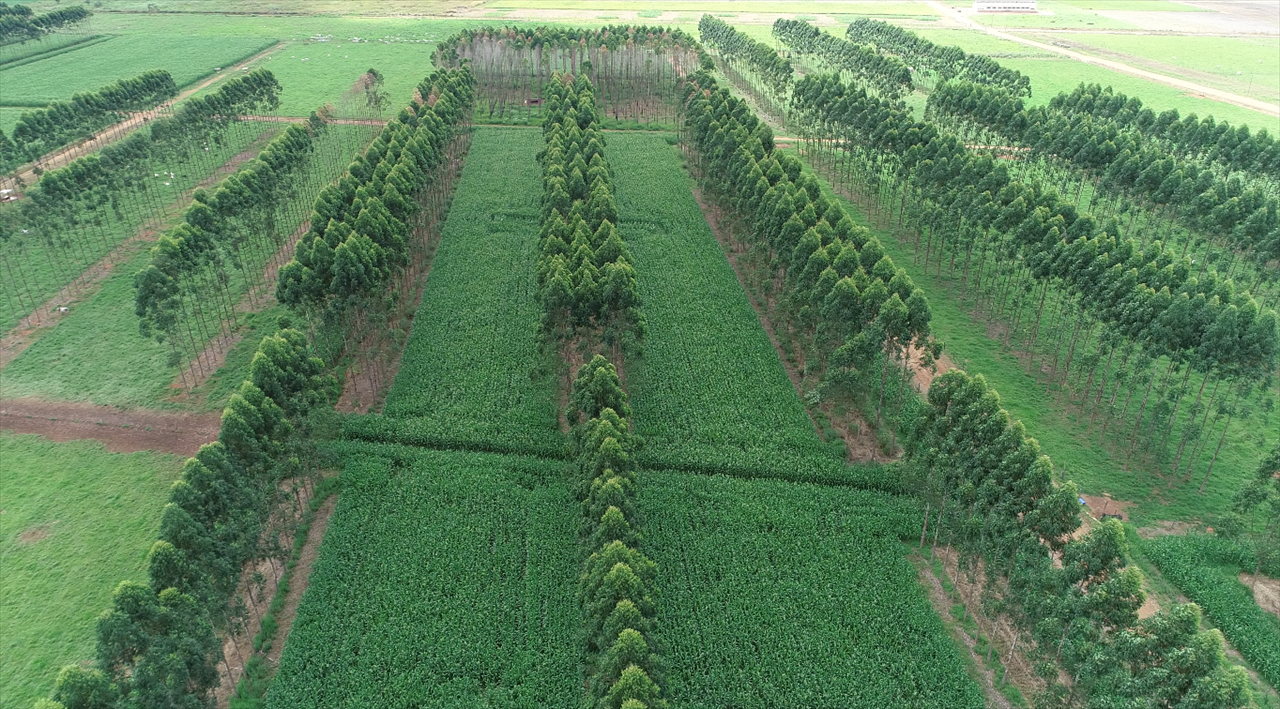 BRASIL É O 2º MAIOR MERCADO DE TÍTULOS VERDES DA AMÉRICA LATINA E CARIBE