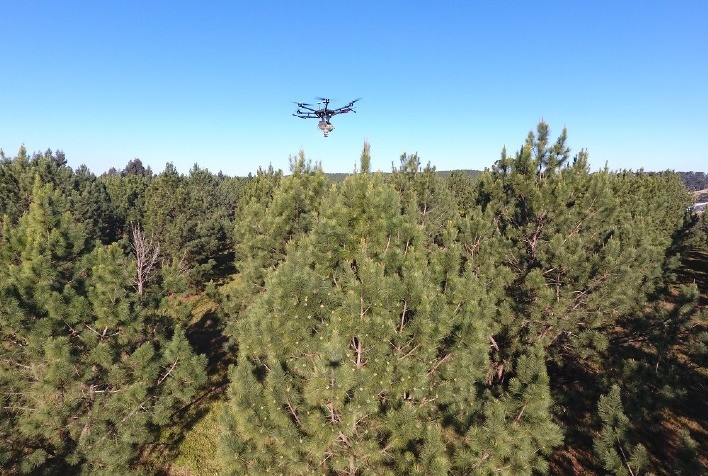 Técnicos testam drones na polinização de pinus