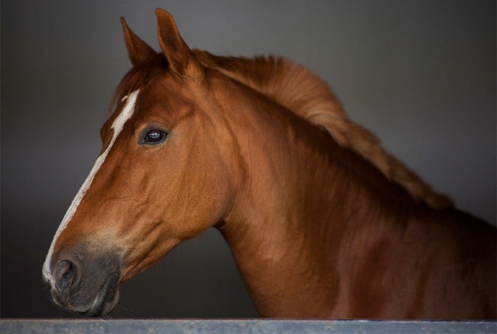 Conheça os diferenciais do Behavior Horse