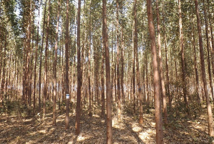 Florestas plantadas e nativas mostram desempenho similar na mitigação de gases de efeito estufa