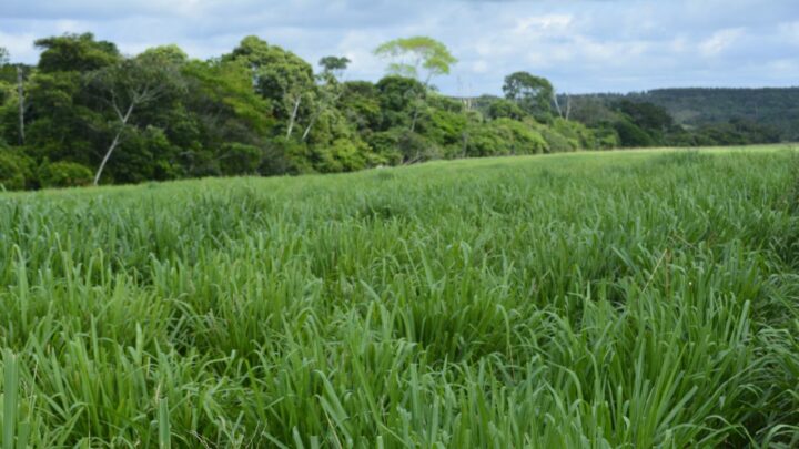 A floresta protegida é coisa do presente