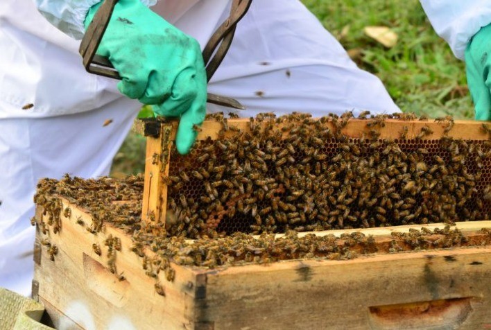 Para proteger abelhas, Santa Catarina limita uso do Fipronil