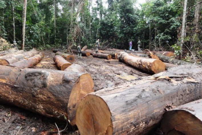 Desmatamento na Amazônia cai mais de 32% em agosto