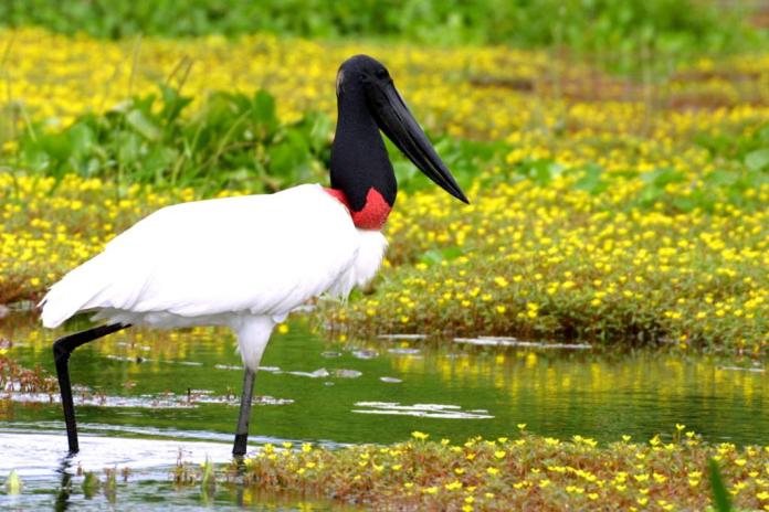 Ibama conduz e regulamenta resgate de animais no Pantanal com apoio da Sema-MT