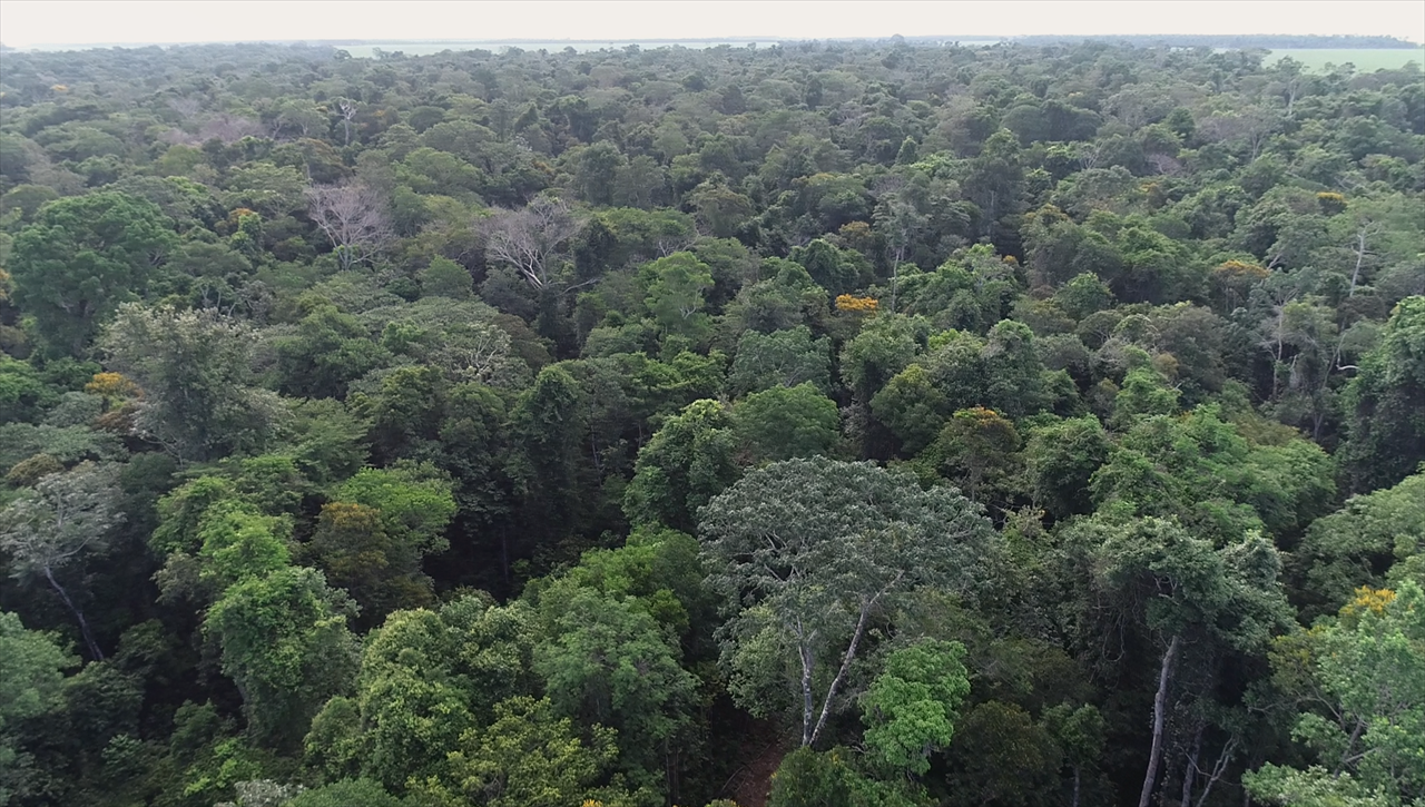 A MURALHA VERDE DA ÁFRICA