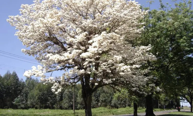 Natureza vívida – A magia dos ipês