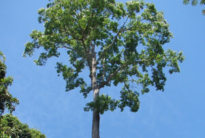 Catálogo de árvores nativas ajuda comunidades a fazer manejo florestal sustentável