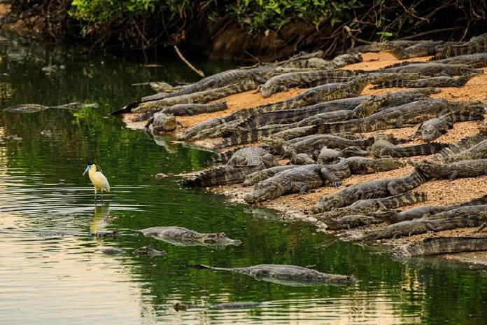 Confira o que o Governo de Mato Grosso fez e está fazendo para preservar os animais do Pantanal