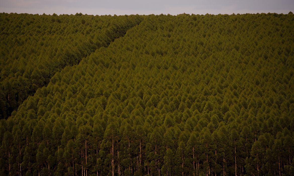 Florestas plantadas no Brasil somam 9,3 milhões de hectares em 2020