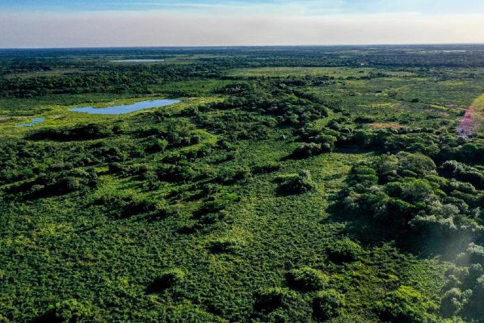 Governo lança programa Carbono Neutro MT nesta segunda-feira (25)